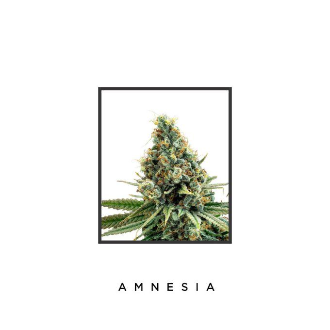 Amnesia - Féminisée