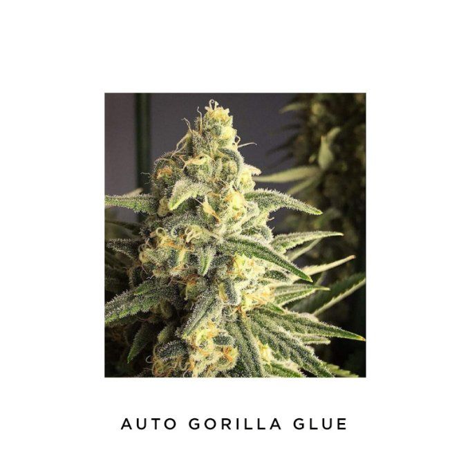 Auto Gorilla Glue