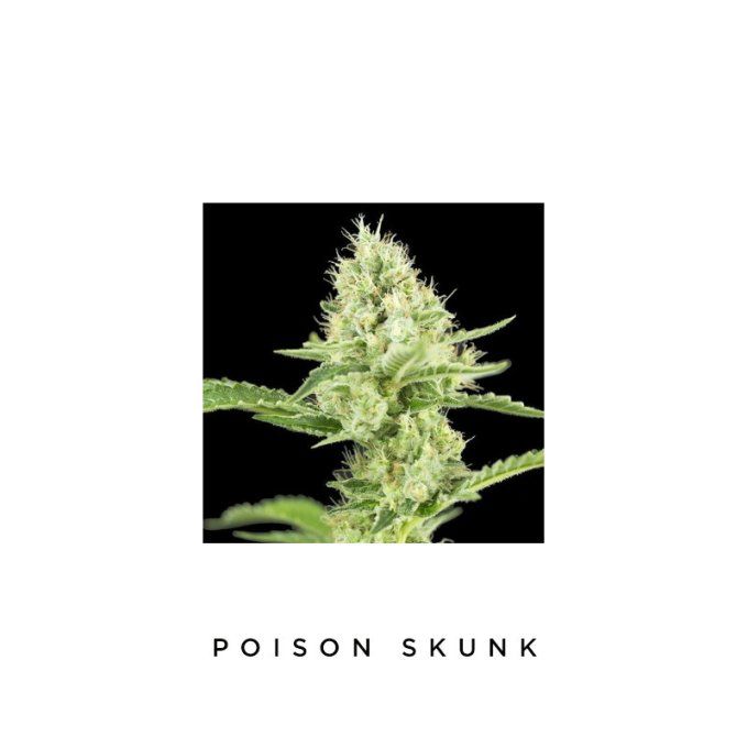 Poison Skunk - Féminisée 